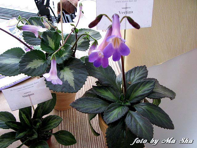 Image00018.jpg