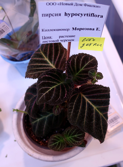 пирсия-hypocyrtiflora-(Моро.jpg