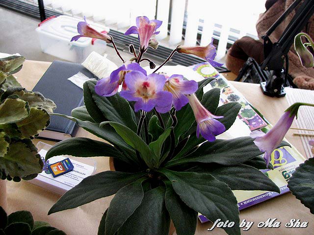 Image00017.jpg