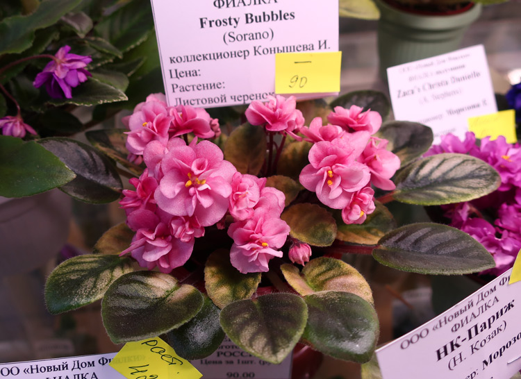 Frosty-Bubbles-(Конышева).jpg