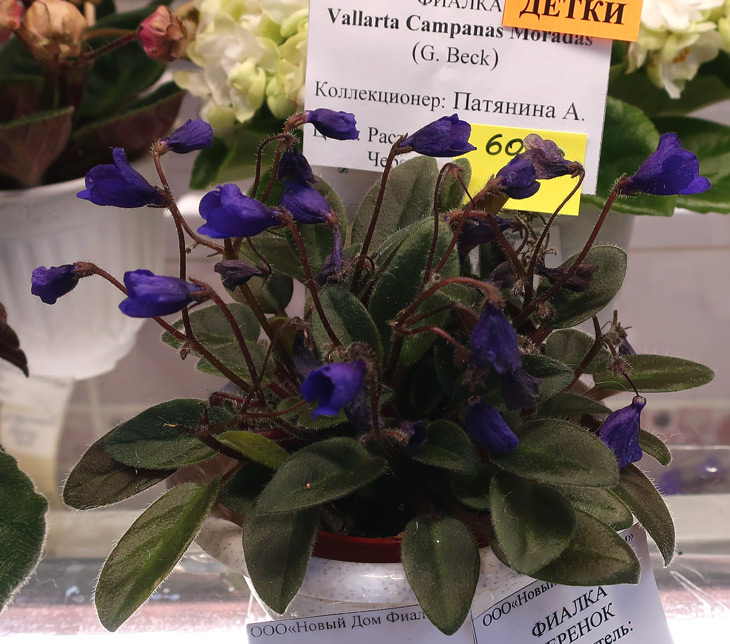 Vallarta-Campanas-Moradas-(Патянина).jpg