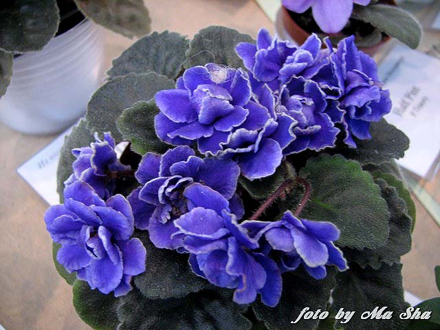 Image00031.jpg