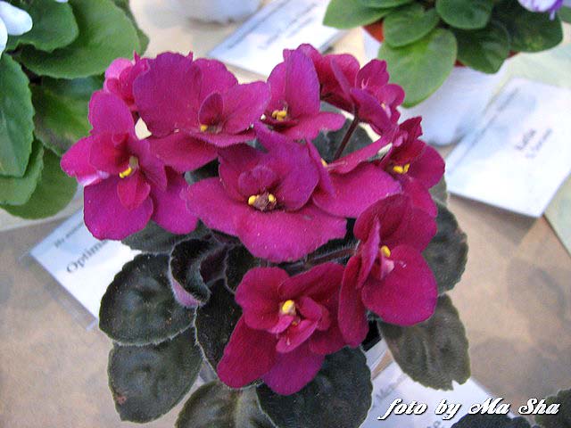 Image00032.jpg