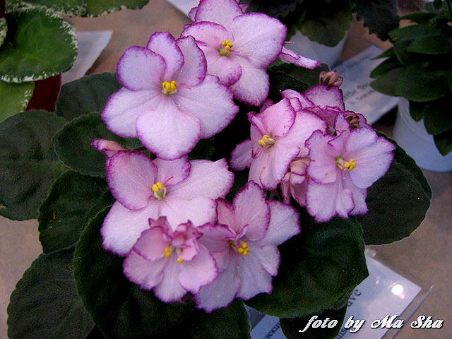 Image00030.jpg