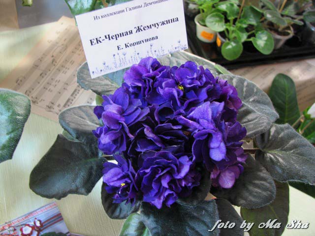 Image00059.jpg