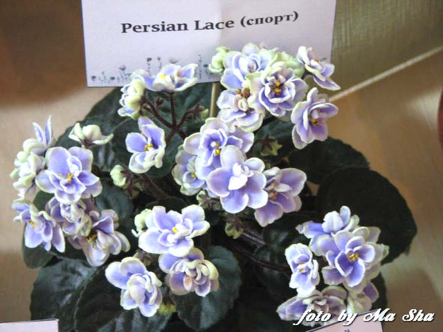 Image00061.jpg