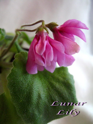 Lunar Lily мин.jpg