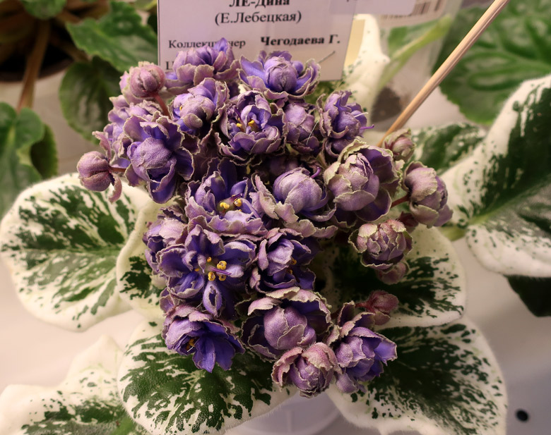 ЛЕ-Дина-(Чегодаева).jpg