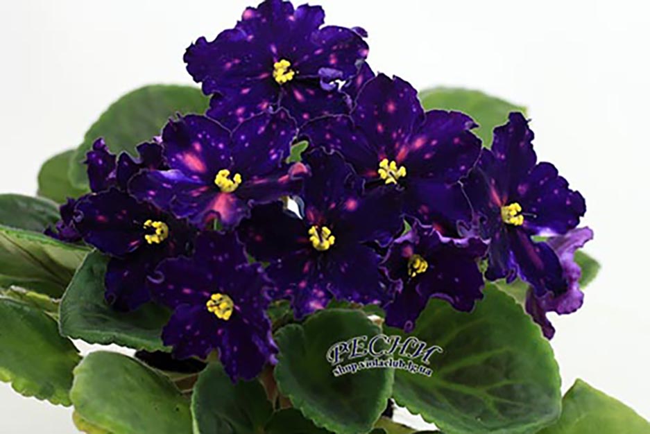 IMG_4139--.jpg