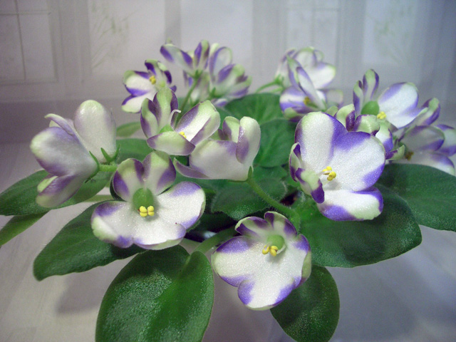 Марина Цветаева.JPG