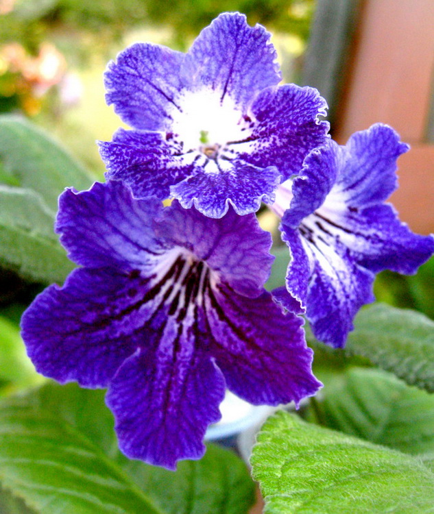1ЦФ Елена.jpg