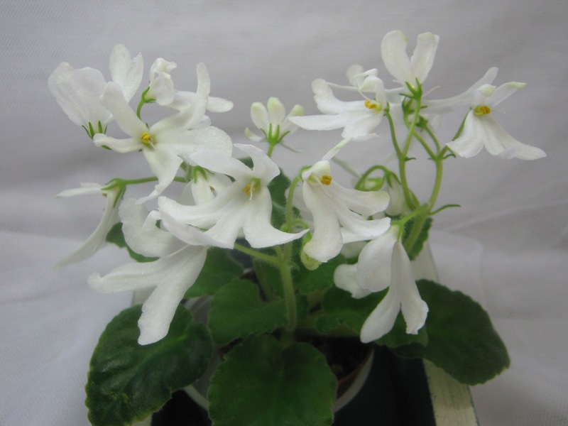 Lunar Lily White..JPG