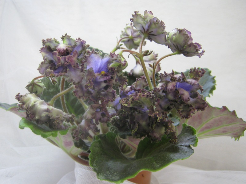 СМ-Дым над Водой..JPG