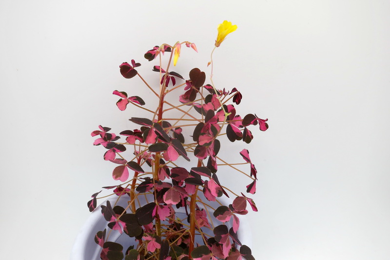 кислица oxalis vulcanicola bicolor.JPG