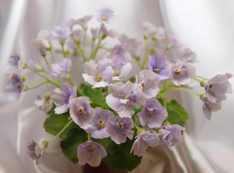 Lavender Fairy.jpg