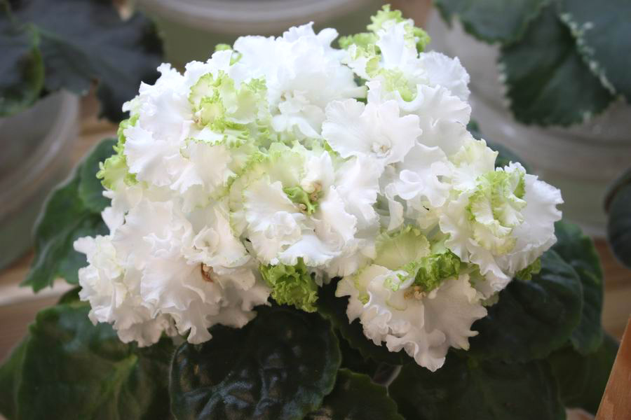 Cajun`s Queen Lace.jpg