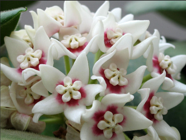 H. calycina.jpg
