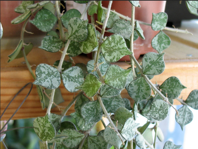 H. curtsii.jpg