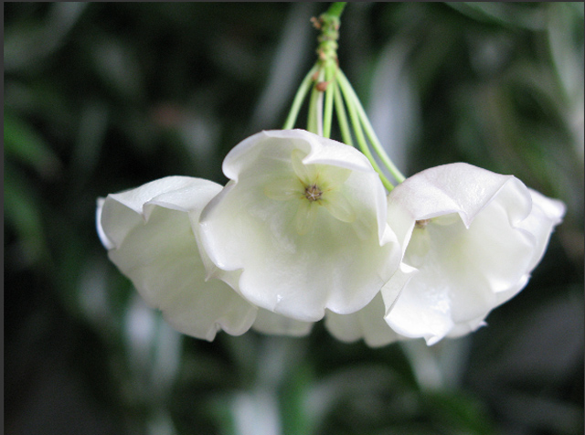 H. danumensis.jpg