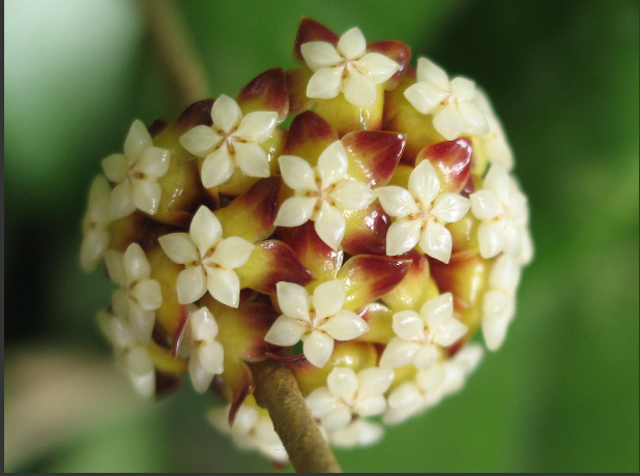 H. finlaysonii.jpg