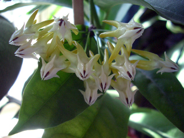 H. multiflora.jpg