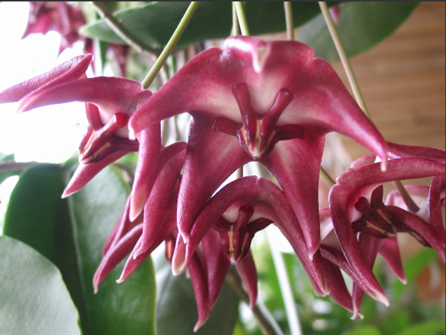 H. onychoides.jpg