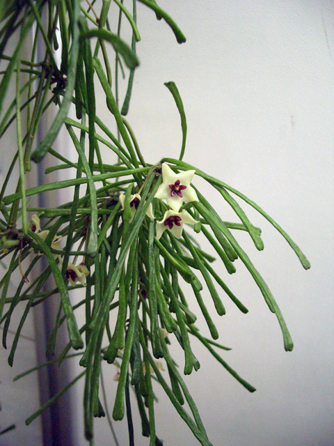 H. retusa.jpg