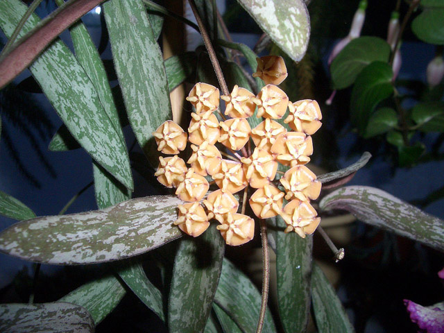 H. sigillatis.jpg
