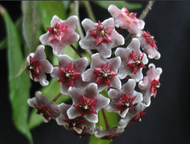 Hoya pubicalyx cv Royal Hawaiian Purple.jpg