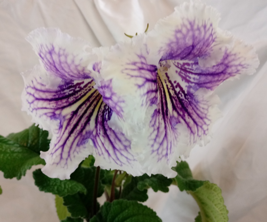 Медуза.jpg