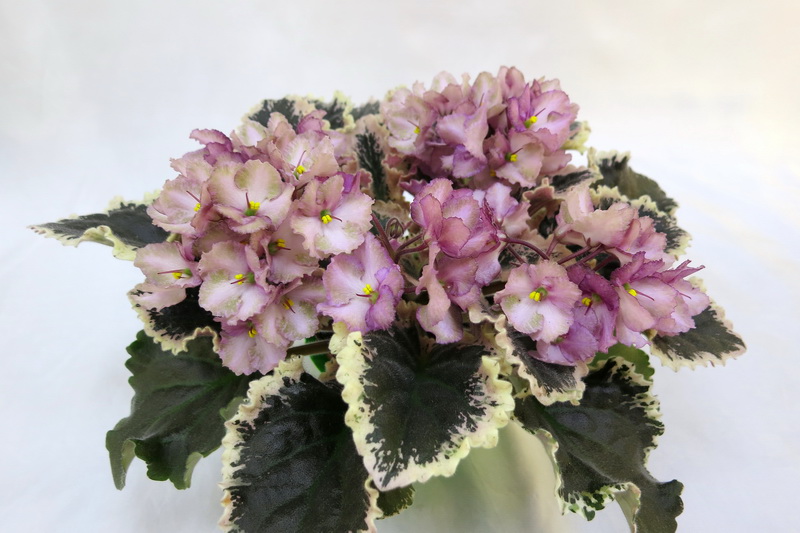 Wild Irish Rose (S. Sorano)  О.Жильчикова.jpg