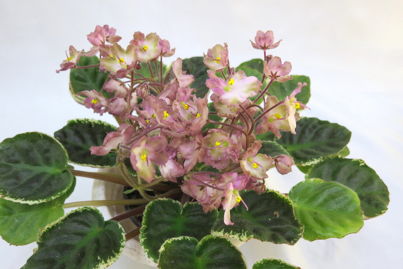 K's Pinkantini (K.Hajner)  Калгины.jpg