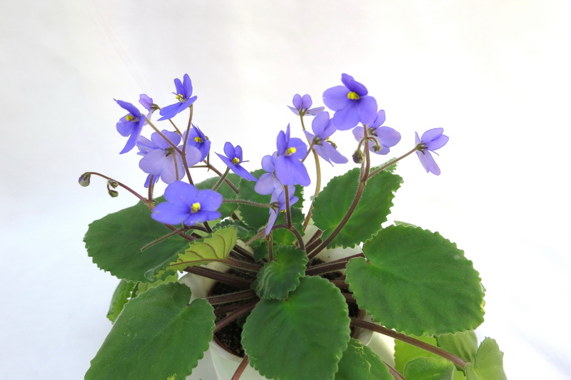 S.confusa  Калгины.jpg