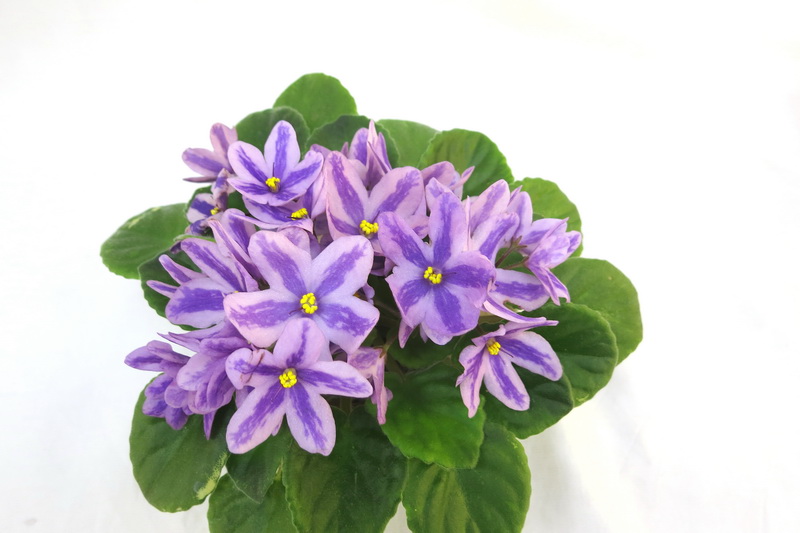 DS-Лавандовая Сказка (Dimetris)  И.Данилина.jpg