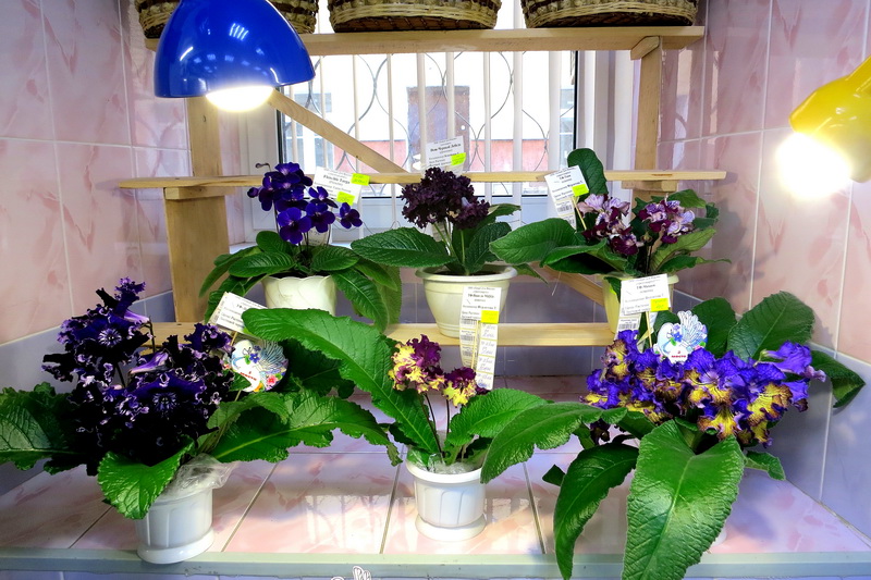 2019-04-18 17.53.12.jpg