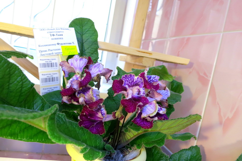 ТФ-Таня.JPG