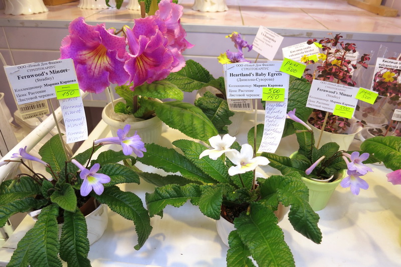 DS-Жираф в окружении полуминиатюр.JPG