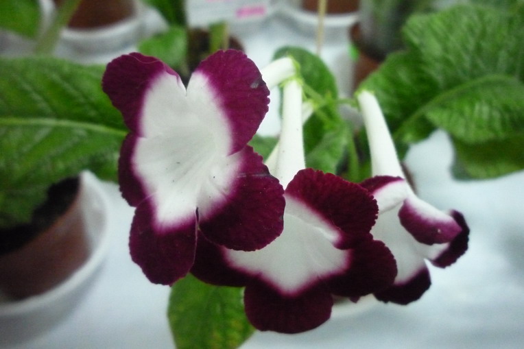 Roolette Cherry Гонч.JPG