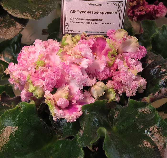 IMG_5160.JPG