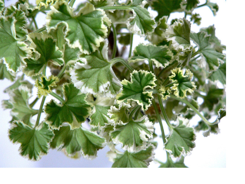 p. crispum Variegatum.jpg