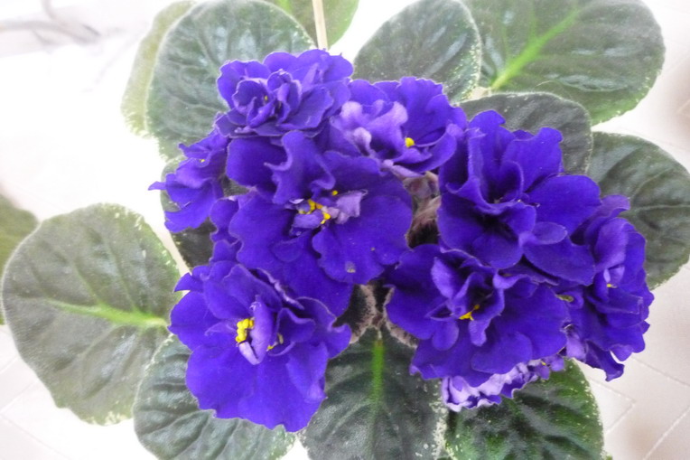 Ma's Blue Turtle Стул.JPG