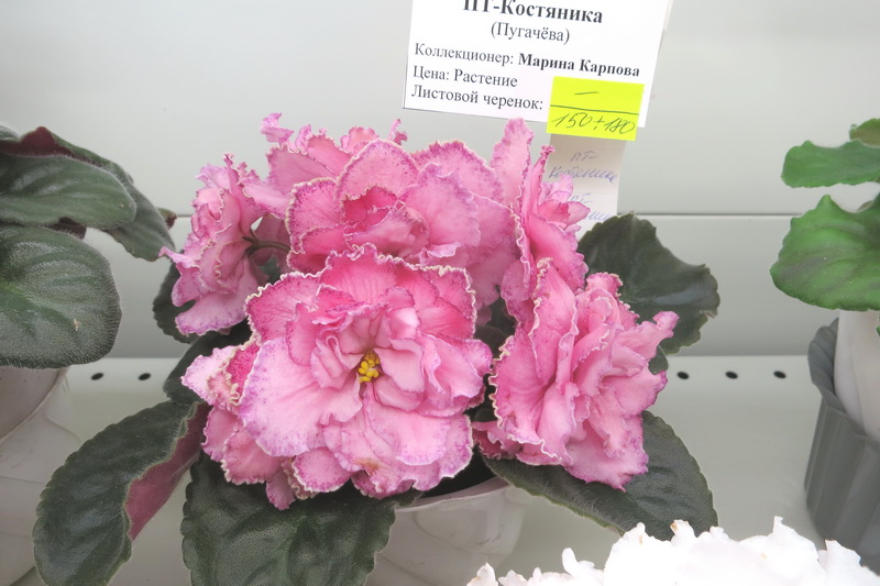 Карпова ПТ-Костяника.JPG