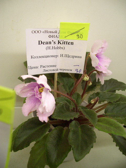 Dean's Kitten.JPG
