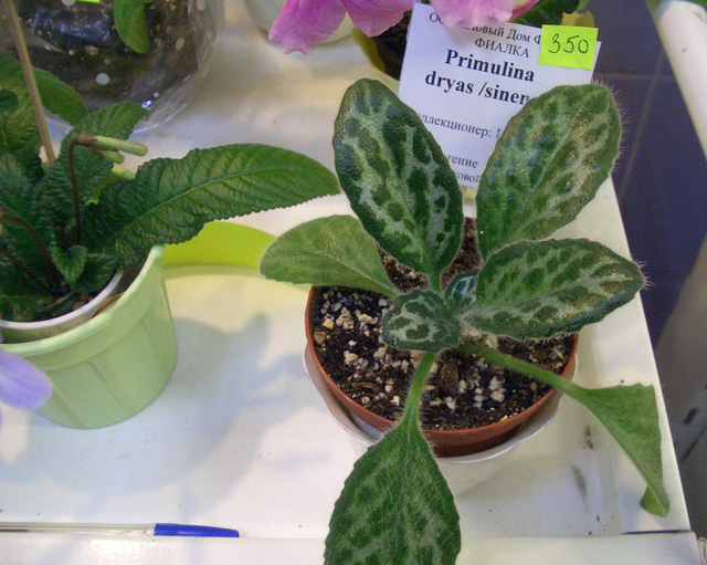 Примулина dyas (sinensis).JPG