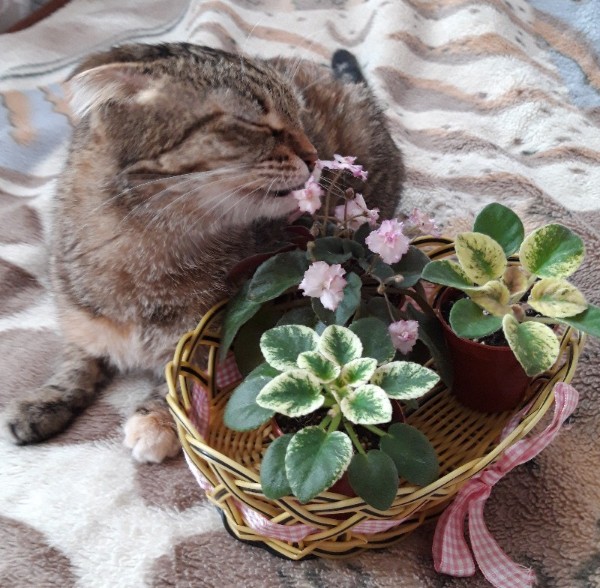 20190421_144542-01-800x784-600x588.jpeg