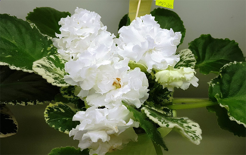 ле-белая-камелия_данилина.jpg