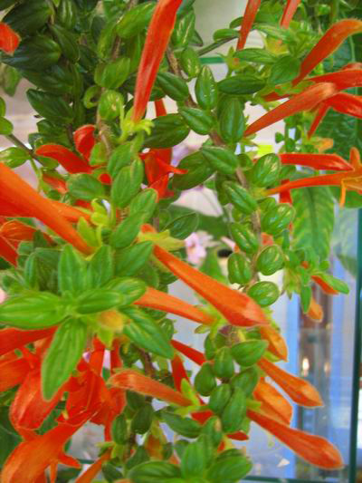 колумнея orange sherbet.jpg