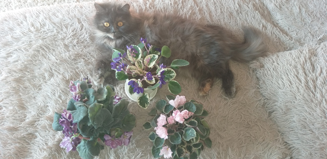 Юлечик 2.jpg