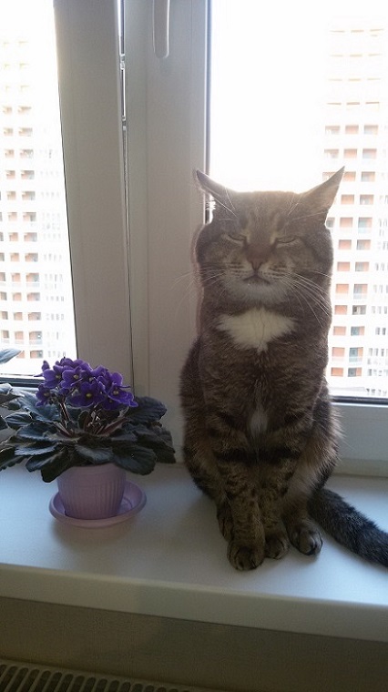 Кот охранник.