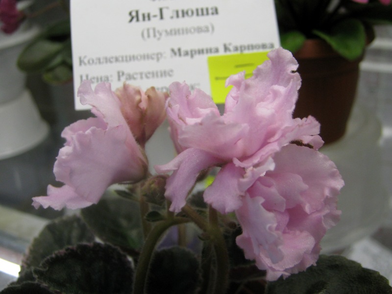 IMG_3486.JPG